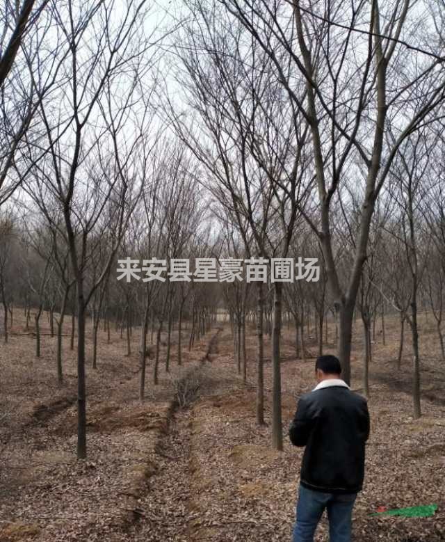 大量低价直销；蜀桧，龙柏，榉树，无刺构骨球，红叶石楠球