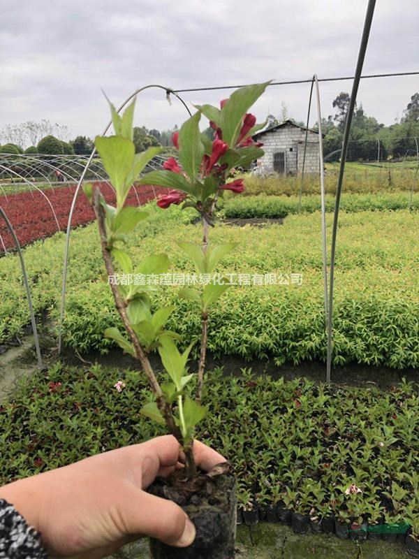 紅王子錦帶工程苗批發(fā)基地 成都是產(chǎn)地哦質(zhì)量好