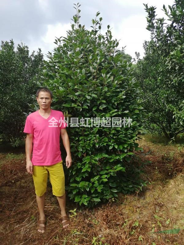廣西桂林茶花規(guī)格齊全/廣西茶花報(bào)價(jià)