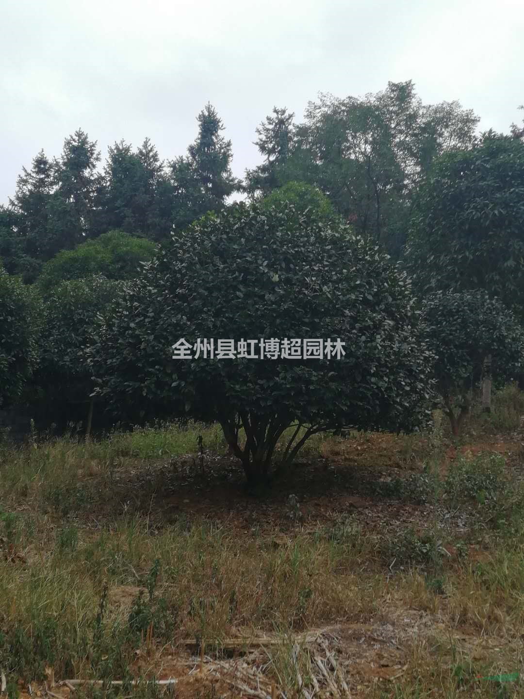 廣西桂林茶花規(guī)格齊全/廣西茶花報(bào)價(jià)