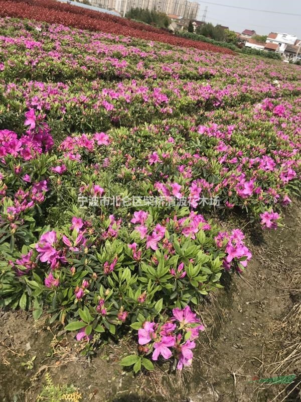 毛娟，毛娟球價格走勢怎樣，毛娟行情怎樣