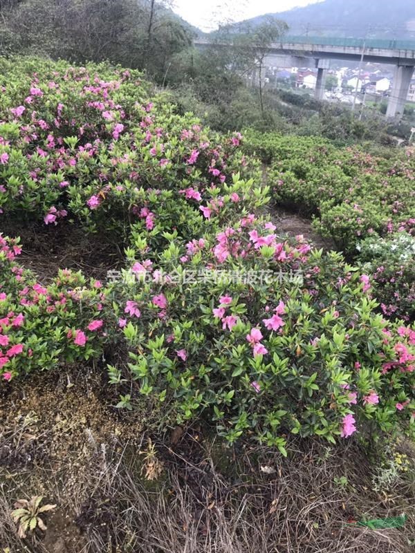 毛娟，毛娟球價格走勢怎樣，毛娟行情怎樣
