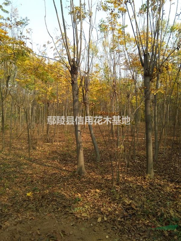 河南絲棉木，絲棉木報價，3公一12公，5元
