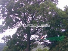 南京自產(chǎn)自銷15公分18公分黃連木價(jià)格