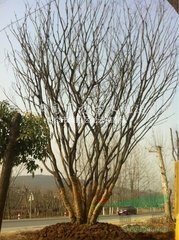 南京地區(qū)15公分18公分獨桿樸樹價格 30公分樸樹價格