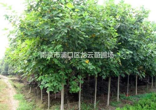 江蘇供應10公分 15公分馬褂木價格 南京馬褂木產(chǎn)地