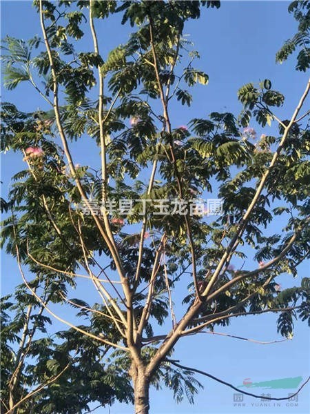 合歡育苗種子種植方法 催芽步驟