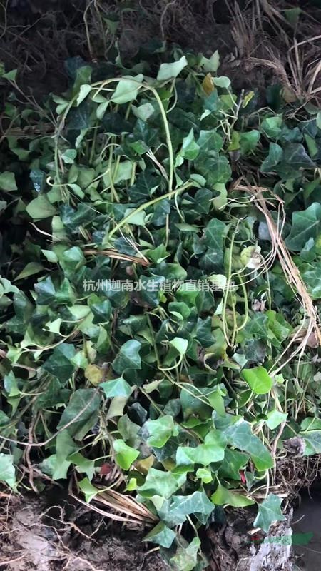 花葉蔓常春藤花葉常春藤地栽苗小杯苗