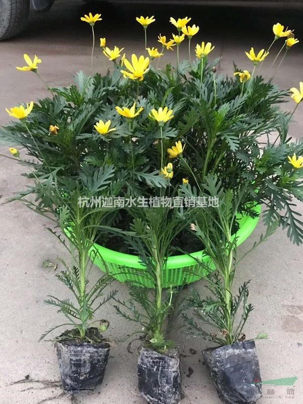 黃金菊雛菊荷蘭菊金雞菊波斯菊