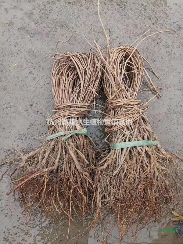 爬山虎爬墻虎