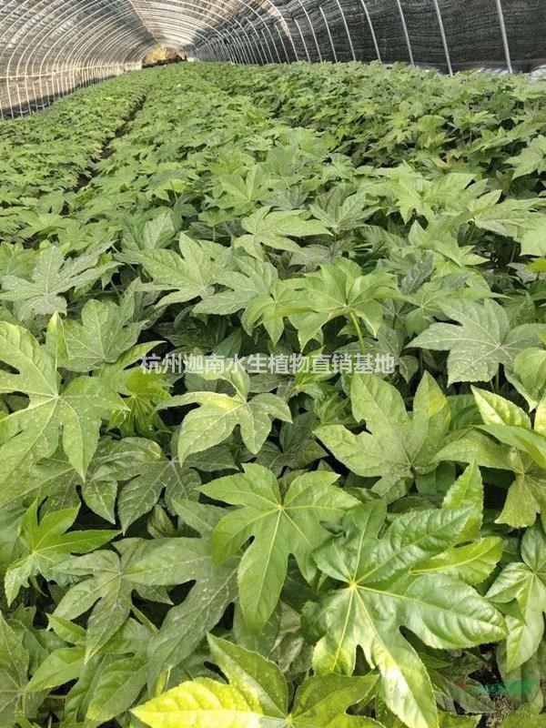 八角金盤地栽苗小杯苗小毛球