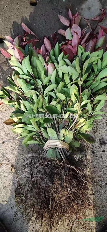 紅葉石楠地栽苗小杯苗小毛球