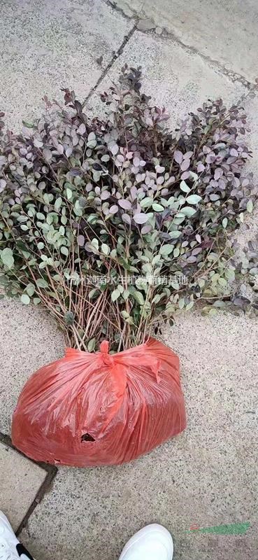紅花檵木地栽苗色塊苗小毛球
