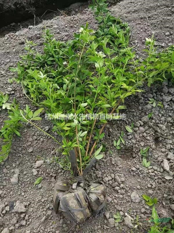 黃馨云南黃馨地栽苗小毛球
