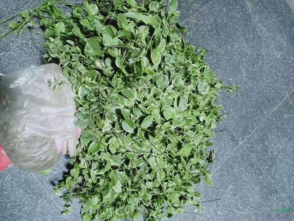 花葉蔓常春藤花葉常春藤地栽苗小杯苗