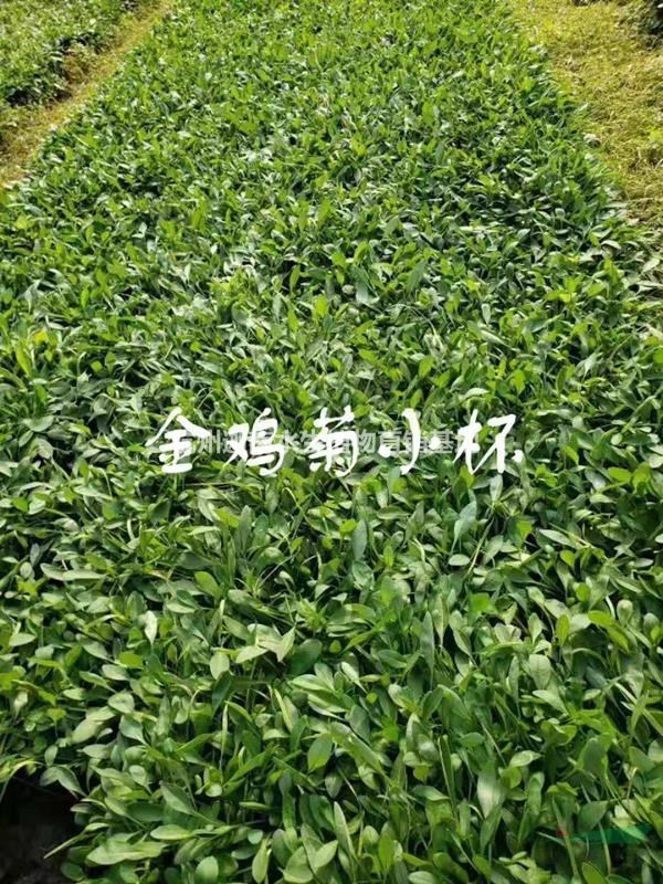 草花佛甲草美麗月見草美女櫻三色堇