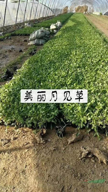 草花佛甲草美麗月見草美女櫻三色堇