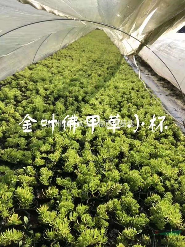 草花佛甲草美麗月見草美女櫻三色堇