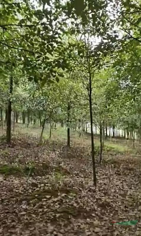湖南香樟樹基地在哪里 長沙全冠香樟樹的報價 