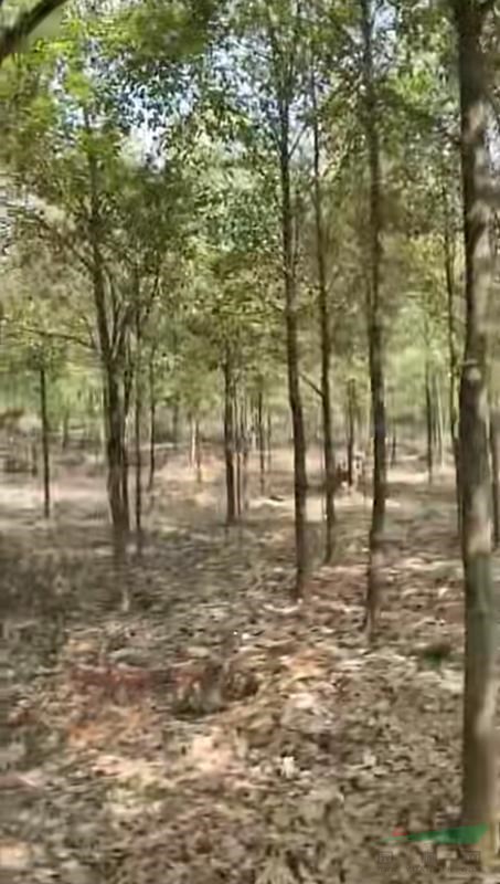 湖南香樟樹基地在哪里 長沙全冠香樟樹的報價 