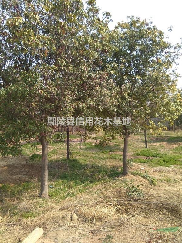河南香花槐，香花槐報(bào)價(jià)5公分35元