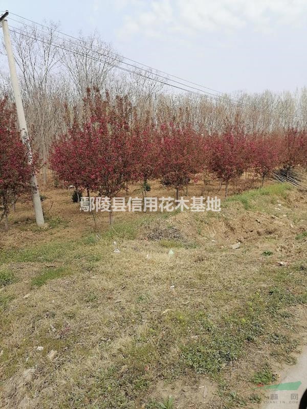 河南香花槐，香花槐報(bào)價(jià)5公分35元