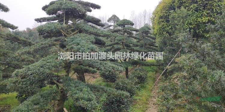 湖南苗圃批發(fā)造型羅漢松
