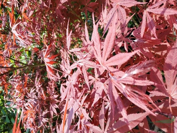 紅楓