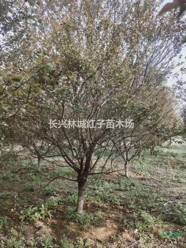浙江朱砂梅8-12公分