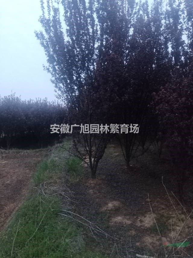 紅葉李