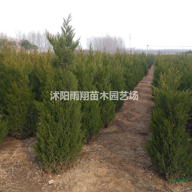 2米塔柏價(jià)格2米2塔柏價(jià)格 報(bào)價(jià)