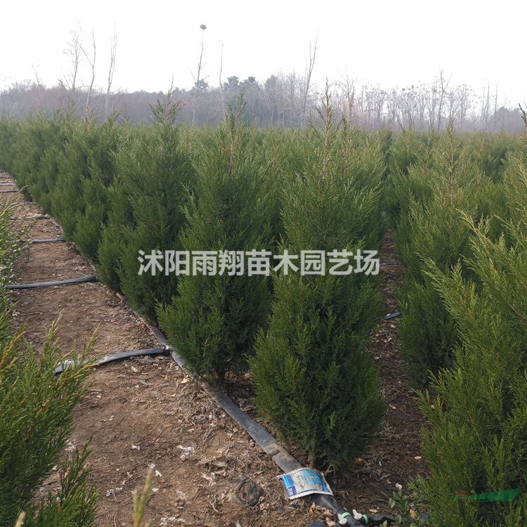 2米塔柏價(jià)格2米2塔柏價(jià)格 報(bào)價(jià)