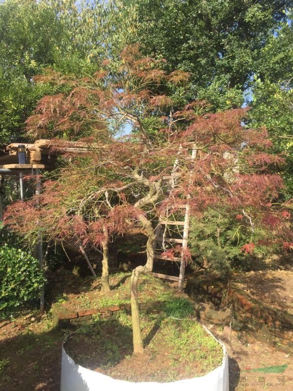 羽毛楓 紅羽毛楓 綠羽毛楓 日本進(jìn)口羽毛楓