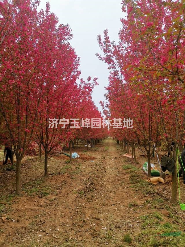 北美絢麗海棠