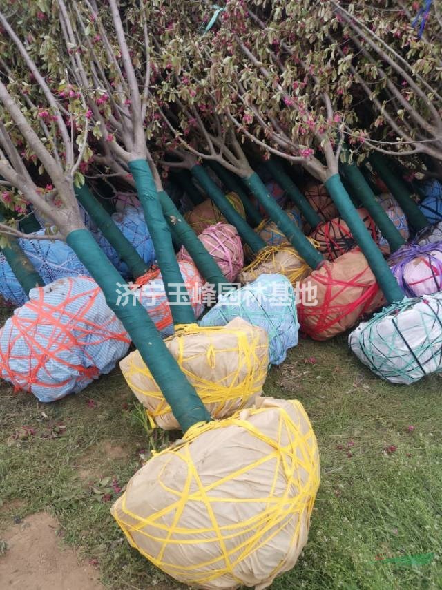 北美絢麗海棠