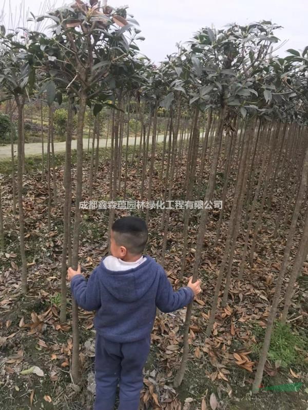 大量批發(fā)桂花基地 金桂工程苗 桂花小苗價格