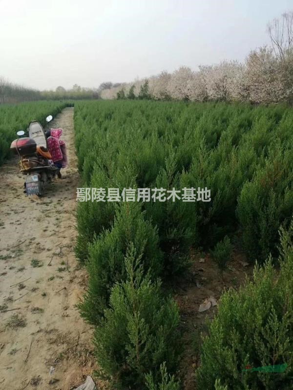 河南金葉榆報價6公分45元