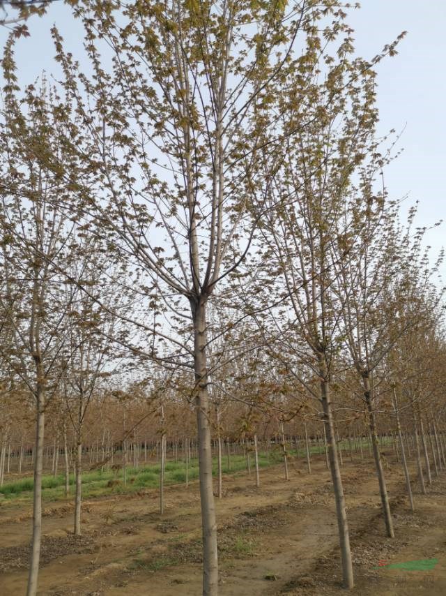 三年帽八至十二公分美國(guó)紅楓