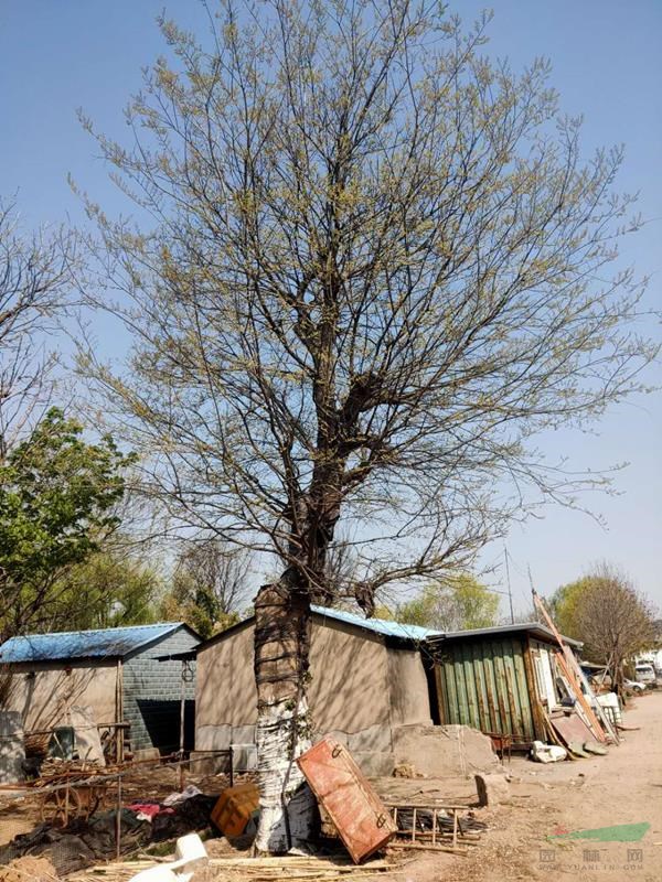 胸径30-60公分大朴树北京大苗圃基地购树木市排价