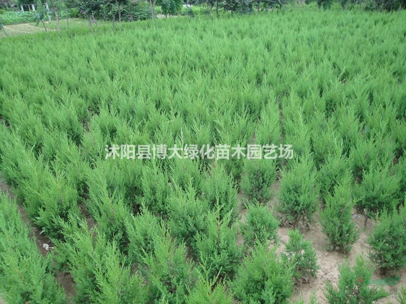 塔柏價(jià)格 50公分塔柏行情報(bào)價(jià) 蜀檜苗 塔柏苗種植基地 