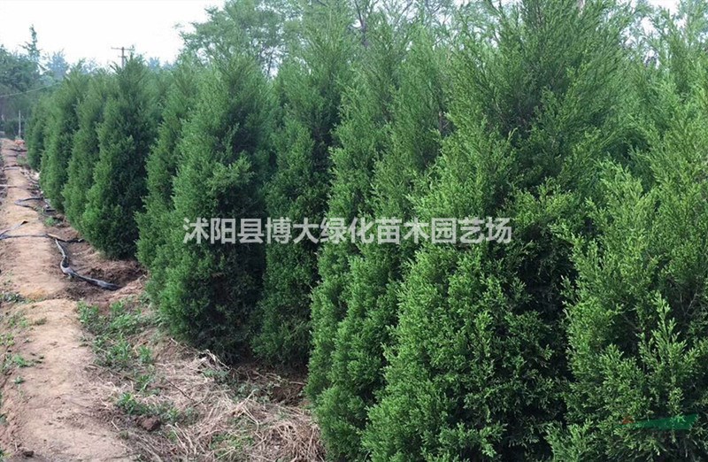 塔柏價(jià)格 50公分塔柏行情報(bào)價(jià) 蜀檜苗 塔柏苗種植基地 
