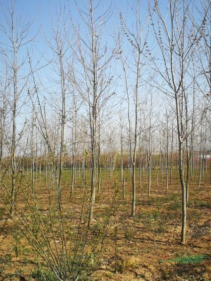 8公分美国红枫城市街道工程苗