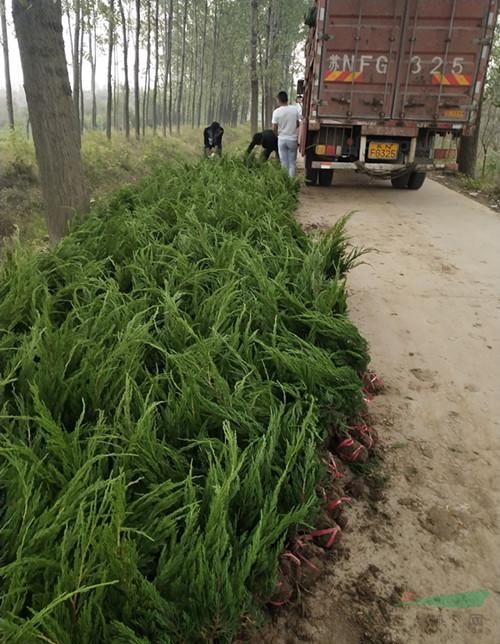 供應(yīng)龍柏 小龍柏基地 龍柏苗價格 龍柏樹