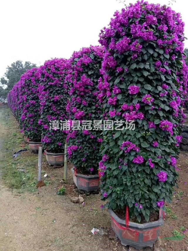 寶巾花 葉子花 南美紫茉莉 葉子梅 紙花 勒杜鵑 三角梅