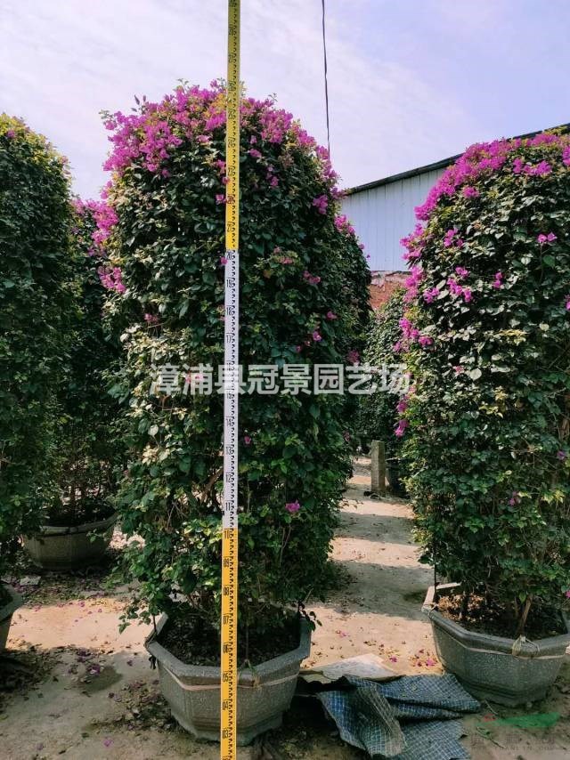 寶巾花 葉子花 南美紫茉莉 葉子梅 紙花 勒杜鵑 三角梅