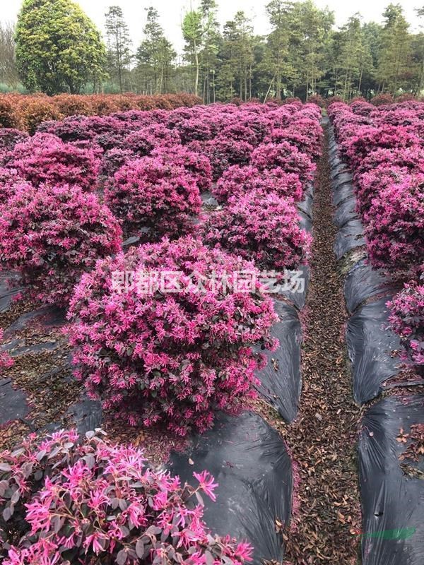 四川成都紅繼木價格，紅繼木基地批發(fā)