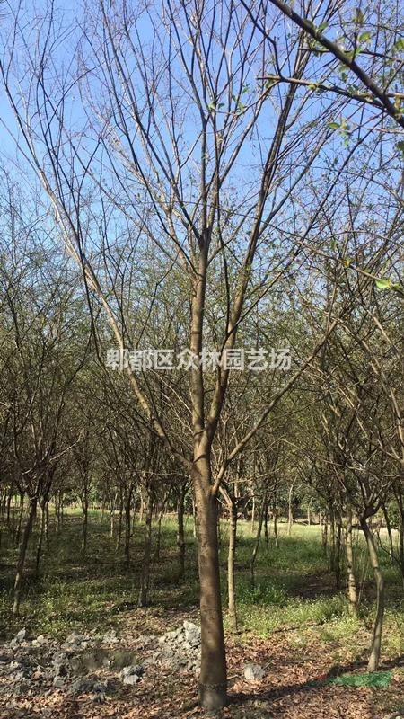 四川成都櫸樹價格，櫸樹基地批發(fā)