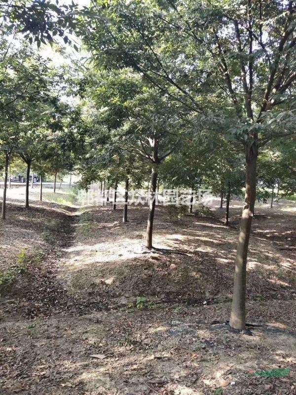 四川成都櫸樹價格，櫸樹基地批發(fā)