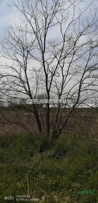 叢生烏桕5一70公分