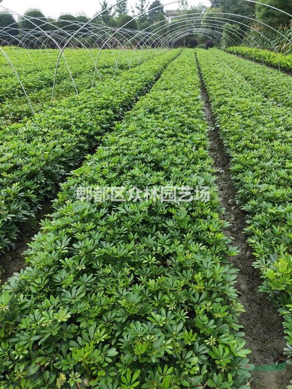 供應四川成都鴨腳木價格，鴨腳木基地批發(fā)